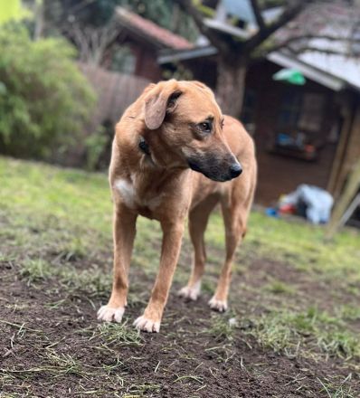 Rose auf Pflegestelle in 92318 Neumarkt sucht ihr Für-immer-Zuhause