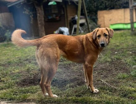 Rose auf Pflegestelle in 92318 Neumarkt sucht ihr Für-immer-Zuhause