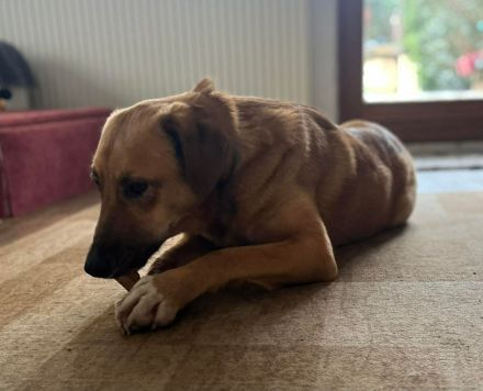 Rose auf Pflegestelle in 92318 Neumarkt sucht ihr Für-immer-Zuhause