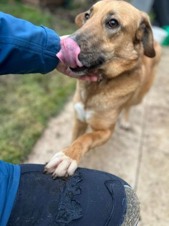 Rose auf Pflegestelle in 92318 Neumarkt sucht ihr Für-immer-Zuhause