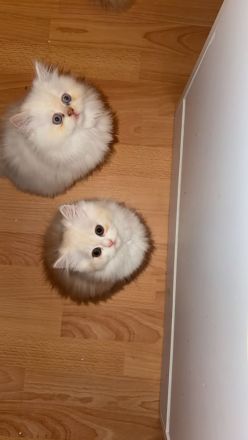 Wunderschöne Perser-Ragdoll-Mix Katzen abzugeben