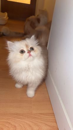 Wunderschöne Perser-Ragdoll-Mix Katzen abzugeben