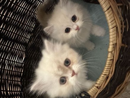 Wunderschöne Perser-Ragdoll-Mix Katzen abzugeben