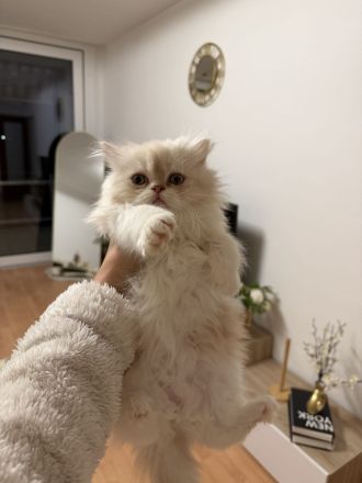 Wunderschöne Perser-Ragdoll-Mix Katzen abzugeben