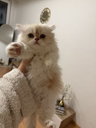 Wunderschöne Perser-Ragdoll-Mix Katzen abzugeben