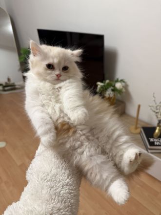 Wunderschöne Perser-Ragdoll-Mix Katzen abzugeben