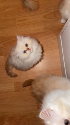 Wunderschöne Perser-Ragdoll-Mix Katzen abzugeben