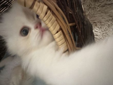 Wunderschöne Perser-Ragdoll-Mix Katzen abzugeben