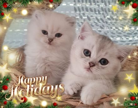 [ZÜCHTER] BLH und BKH Kitten Kätzchen mit Stammbaum