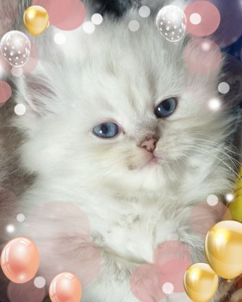 [ZÜCHTER] BLH und BKH Kitten Kätzchen mit Stammbaum