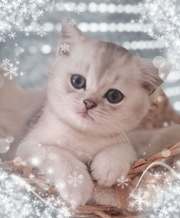 [ZÜCHTER] BLH und BKH Kitten Kätzchen mit Stammbaum