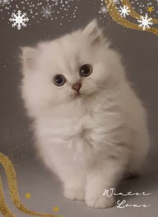 [ZÜCHTER] BLH und BKH Kitten Kätzchen mit Stammbaum