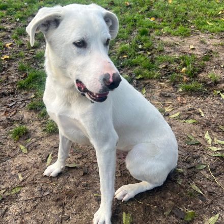 Rüde Aramis / kastriert / in 40882 Ratingen / NRW