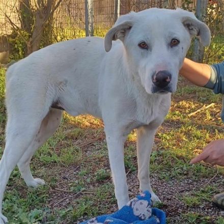 Rüde Aramis / kastriert / in 40882 Ratingen / NRW