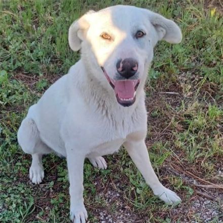 Rüde Aramis / kastriert / in 40882 Ratingen / NRW