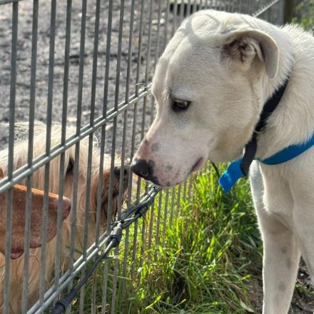 Rüde Aramis / kastriert / in 40882 Ratingen / NRW