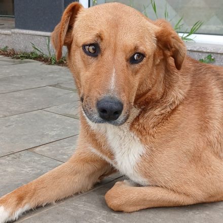 Hündin Cookie / kastriert /  in 29969 Budjadingen / Niedersachsen