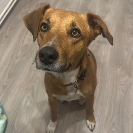 Hündin Cookie / kastriert /  in 29969 Budjadingen / Niedersachsen