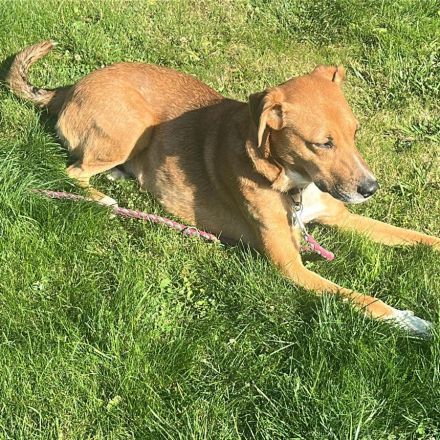 Hündin Cookie / kastriert /  in 29969 Budjadingen / Niedersachsen