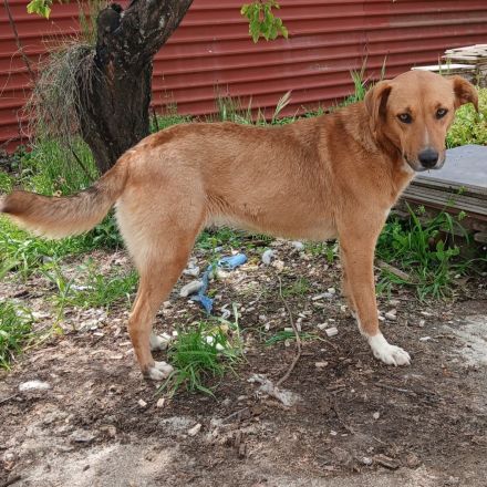 Hündin Cookie / kastriert /  in 29969 Budjadingen / Niedersachsen