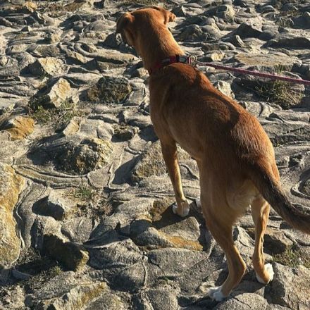 Hündin Cookie / kastriert /  in 29969 Budjadingen / Niedersachsen