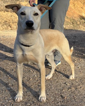 Tanjo sucht eine Familie!