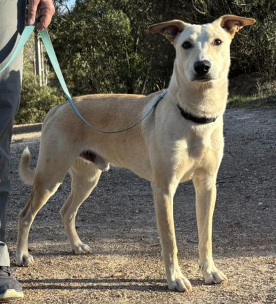 Tanjo sucht eine Familie!