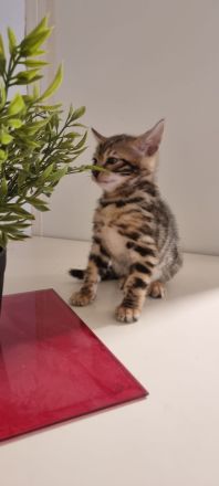 Bengalkitten