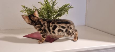 Bengalkitten
