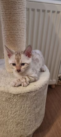 Bengalkitten