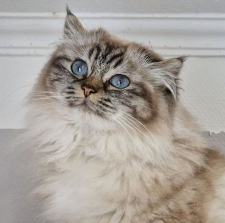 Heilige Birma Katze mit Stammbaum