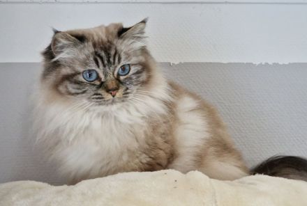 Heilige Birma Katze mit Stammbaum