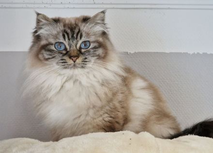 Heilige Birma Katze mit Stammbaum