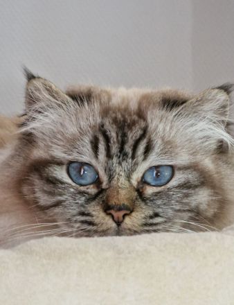 Heilige Birma Katze mit Stammbaum