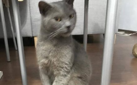 Sanfer Gefährte Danny Blue