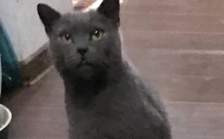 Sanfer Gefährte Danny Blue