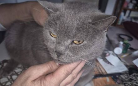 Sanfer Gefährte Danny Blue