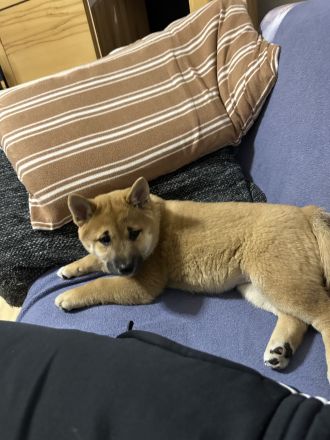 Süße Shiba Inu Welpin sucht ein liebevolles Zuhause!