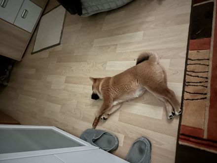 Süße Shiba Inu Welpin sucht ein liebevolles Zuhause!