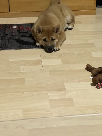 Süße Shiba Inu Welpin sucht ein liebevolles Zuhause!
