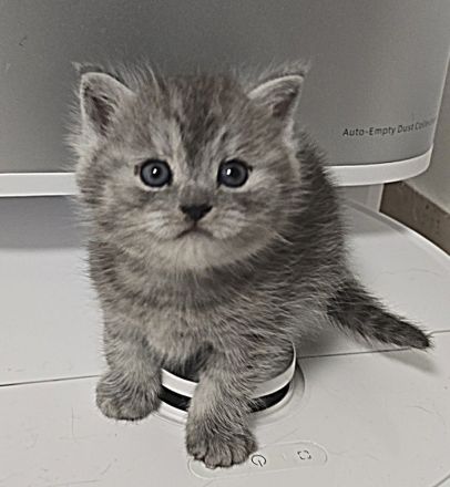 BKH-Mix Kater Kitten