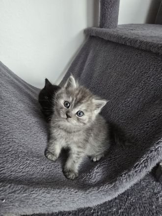 BKH-Mix Kater Kitten