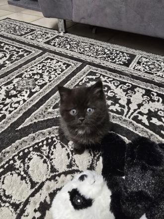 BKH-Mix Kater Kitten