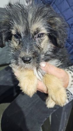 Gromit, ein süsser kleiner Kerl, 4 Monate alt, möchte vor dem kalten Winter adoptiert werden