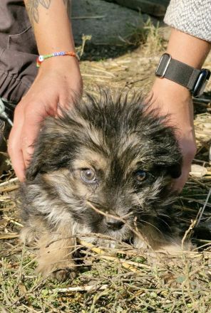 Gromit, ein süsser kleiner Kerl, 4 Monate alt, möchte vor dem kalten Winter adoptiert werden