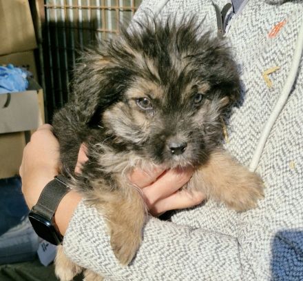 Gromit, ein süsser kleiner Kerl, 4 Monate alt, möchte vor dem kalten Winter adoptiert werden