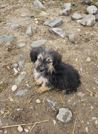 Gromit, ein süsser kleiner Kerl, 4 Monate alt, möchte vor dem kalten Winter adoptiert werden