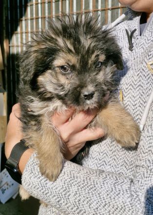 Gromit, ein süsser kleiner Kerl, 4 Monate alt, möchte vor dem kalten Winter adoptiert werden