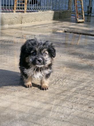 Gromit, ein süsser kleiner Kerl, 4 Monate alt, möchte vor dem kalten Winter adoptiert werden