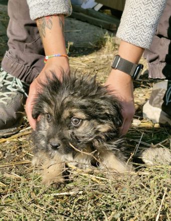 Gromit, ein süsser kleiner Kerl, 4 Monate alt, möchte vor dem kalten Winter adoptiert werden